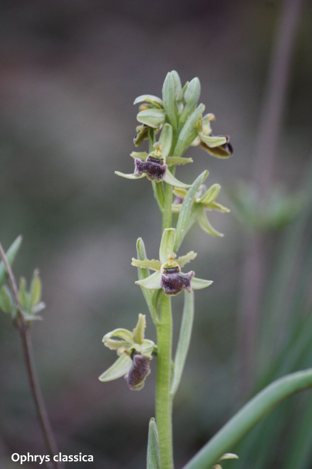 Ophrys minipassionis nell''Appennino Tosco-Emiliano